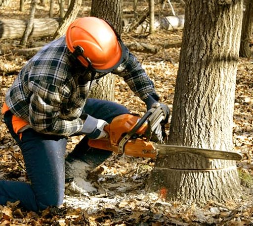 Tree Removal in Ashland, KS
